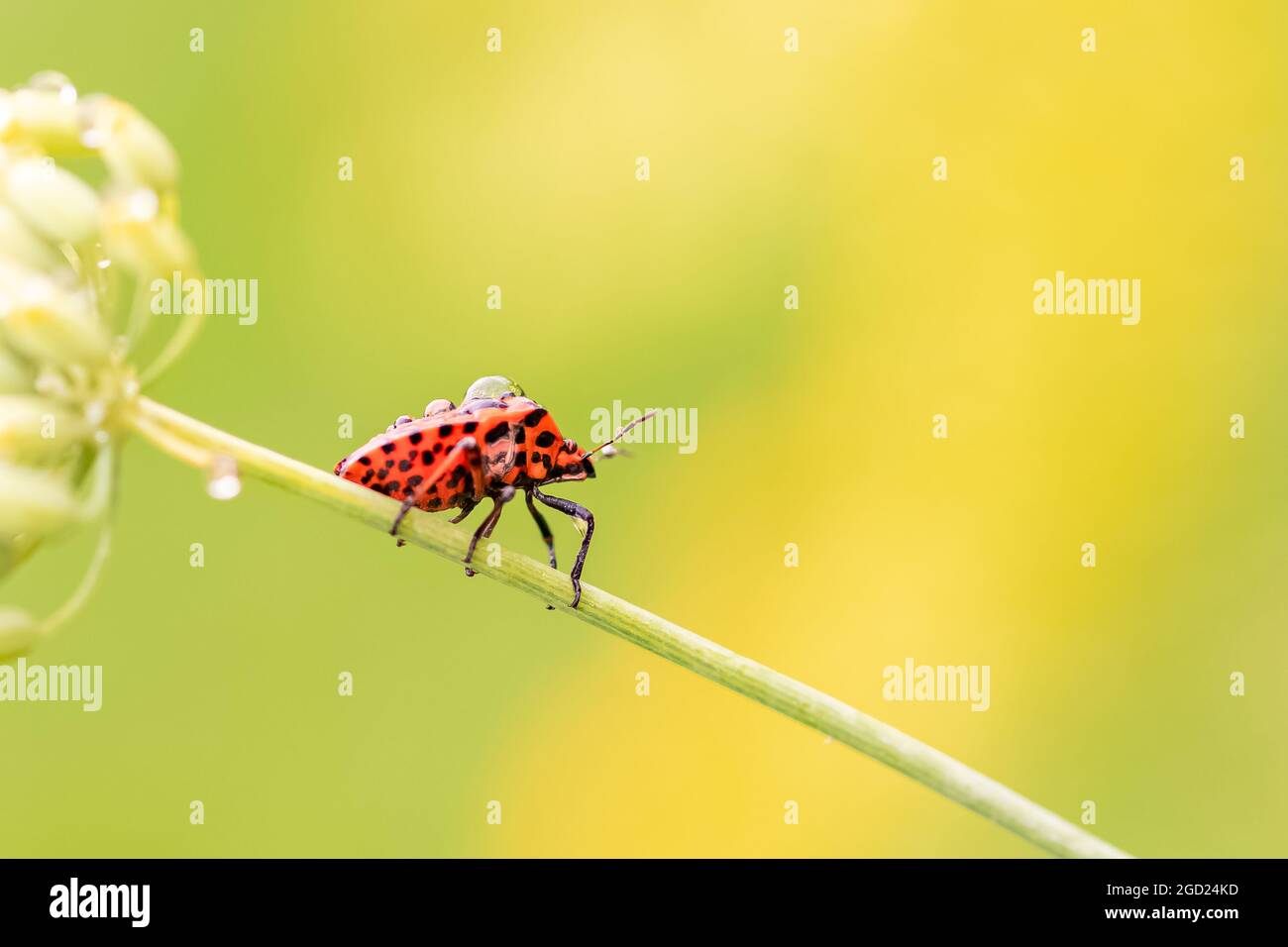 Insecte rayé, Graphosoma italicum, insecte coloré sur une tige de fenouil Banque D'Images