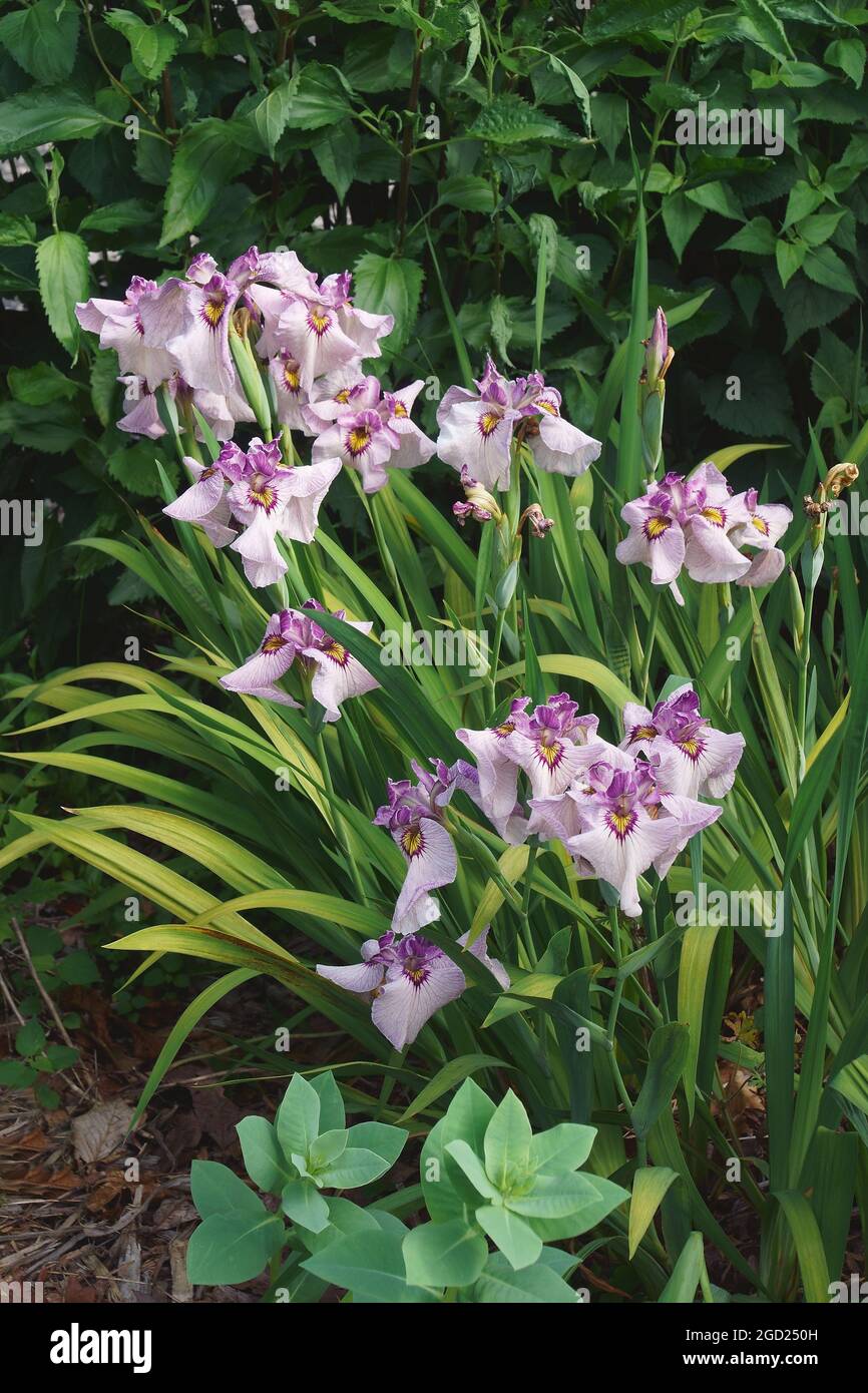 Yukiyanagi Pseudata iris (Iris x pseudodata 'Yukiyanagi'). Un des hybrides entre Iris pseudocorus et Iris ensata Banque D'Images