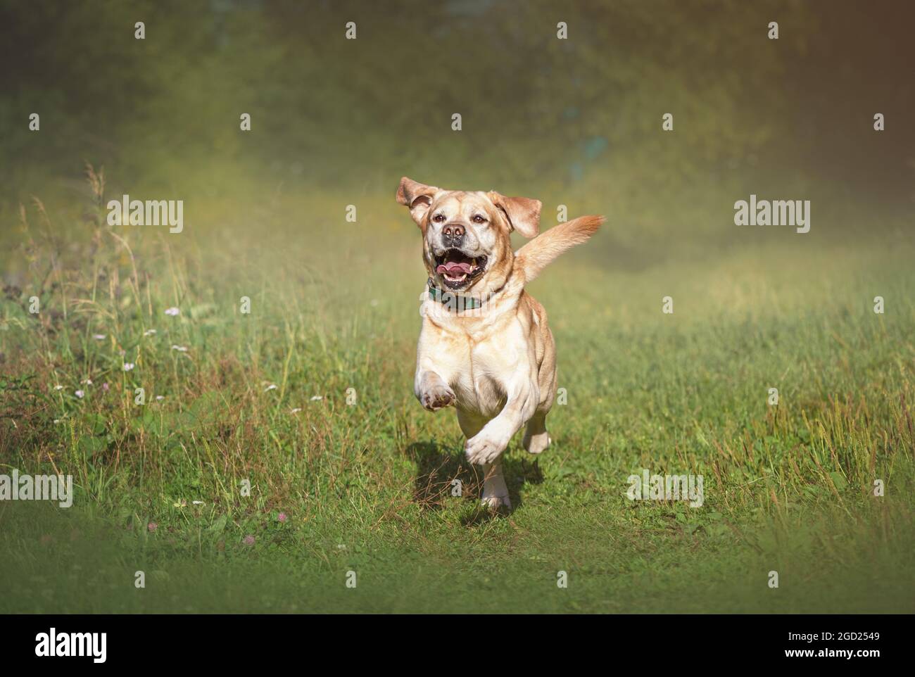 Adorable fauve Happy Labrador courant sur l'herbe Banque D'Images