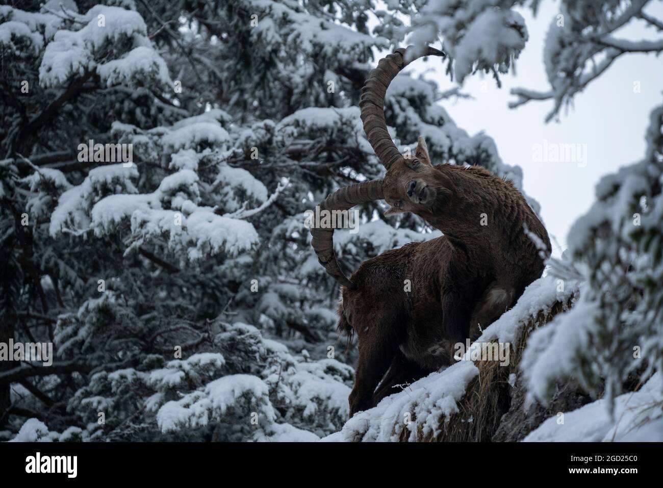 zoologie / animaux, mammifères / mammifères (Mammalia), ibex (Capra), ibexes, Graseck, Alpes bavaroises, INFO-AUTORISATION-DROITS-SUPPLÉMENTAIRES-NON-DISPONIBLE Banque D'Images