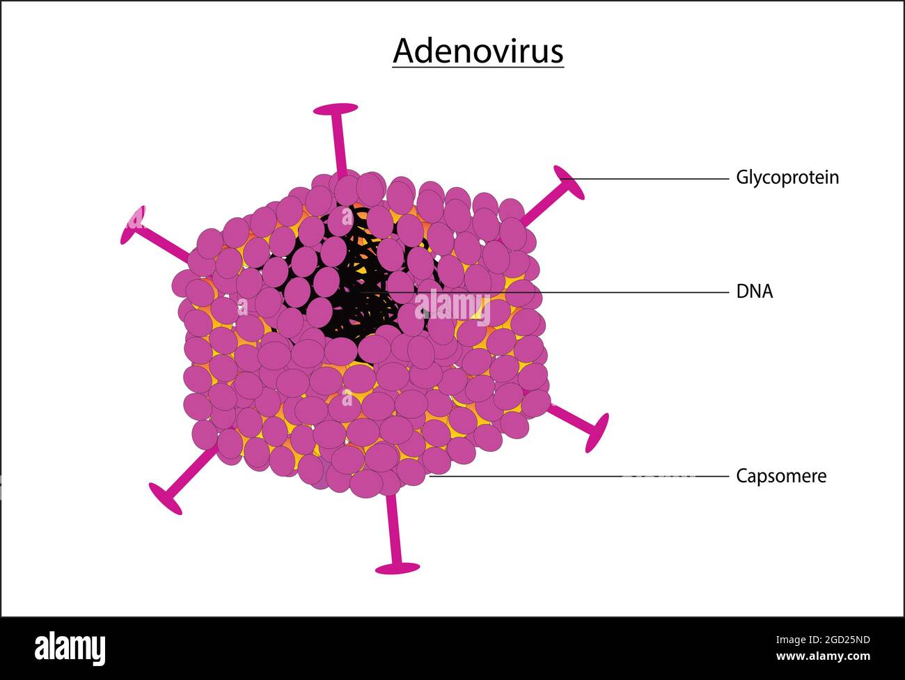 Illustration biologique de l'adénovirus, anatomie typique et de base de l'adénovirus, schéma marqué de la structure de l'adénovirus Illustration de Vecteur