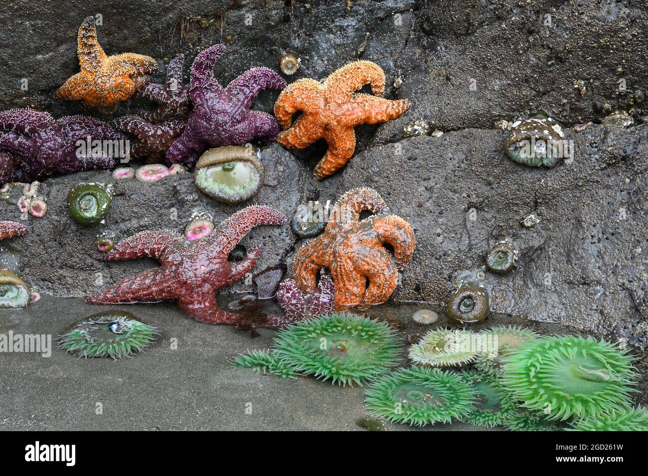 Des étoiles de mer et des anémones ont été révélés à marée basse sur les rochers de la région de Myers Creek, dans le parc national de la rivière Pistol, sur la côte sud de l'Oregon. Banque D'Images