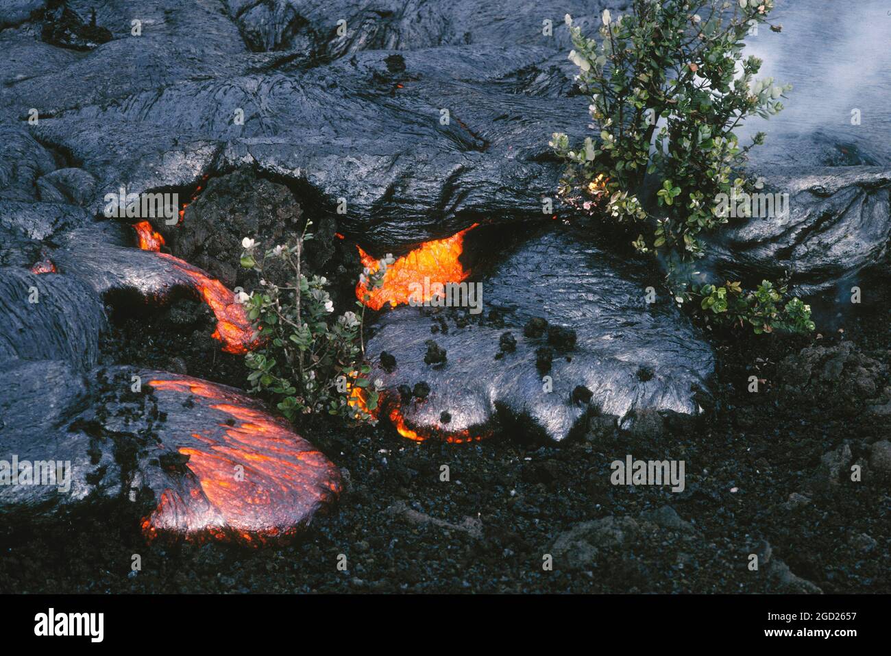 La coulée de lave de Pahoehoe d'une éruption de pu'u O'o couvrant un ancien écoulement a'a et des plantes dans le parc national des volcans d'Hawaï sur la grande île d'Hawaï. Banque D'Images