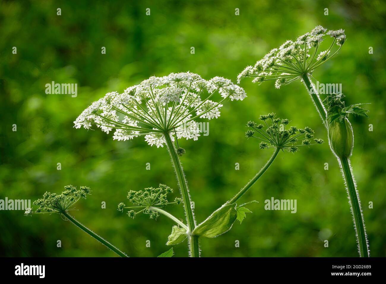 Parsnip de vache (Herculeum maximum); Mont Pisgah Aboretum, Willamette Valley, Oregon. Banque D'Images