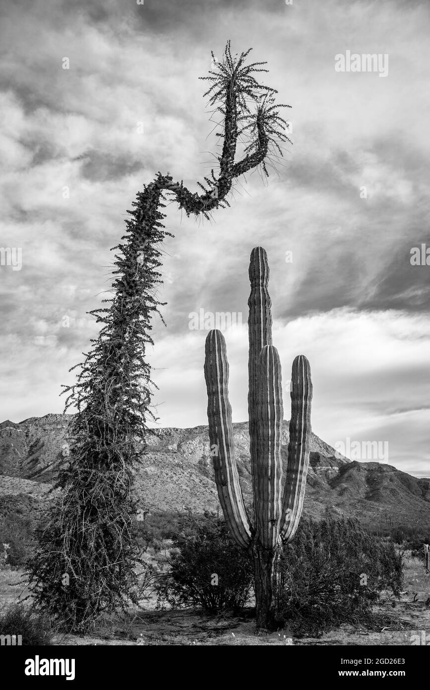 Arbre généalogique Boojum et Cardon cactus dans le désert Catavina, Baja California, Mexique. Banque D'Images