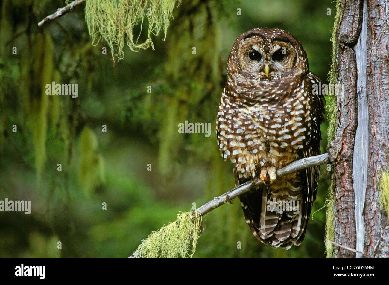 Hibou tacheté du Nord dans la forêt ancienne; Willamette National Forest, Cascade Mountains, Oregon, États-Unis. Banque D'Images