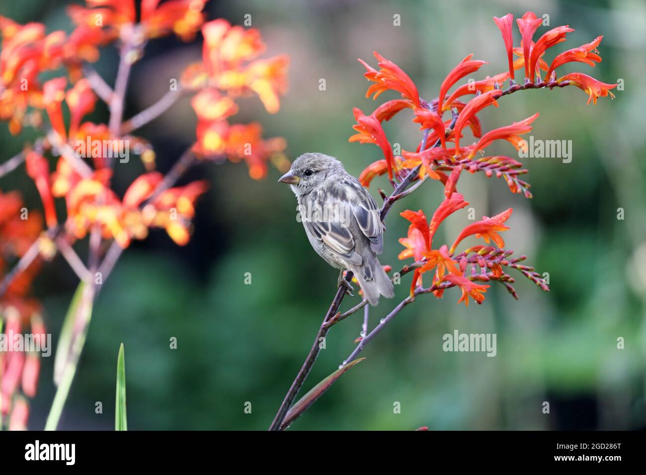 Femme House Sparrow (Passer domesticus) dans Garden Environment, Royaume-Uni Banque D'Images