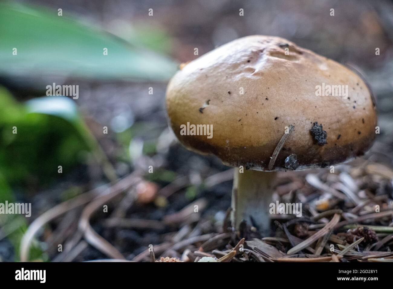 Gros plan sur la culture de champignons en forêt Banque D'Images