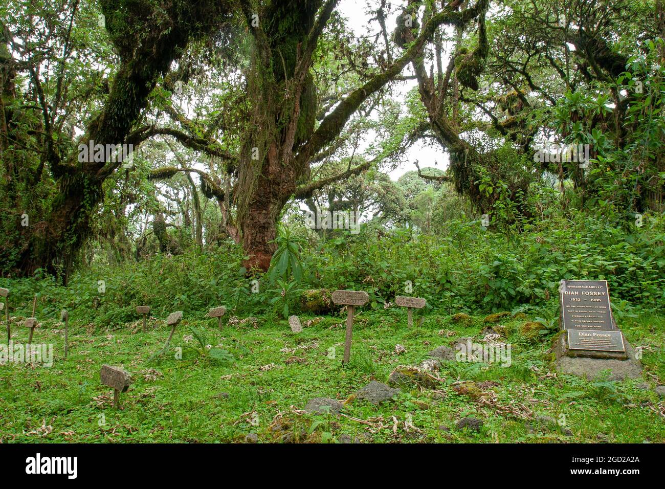 La tombe de Dian Fossey en plus de ses gorilles les plus aimés connus du film gorilles dans la brume Banque D'Images