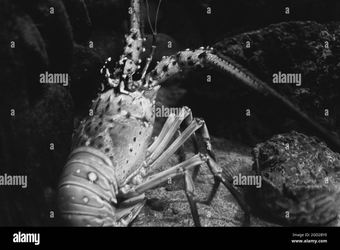 Gros plan en niveaux de gris d'un crabe araignée japonais sous l'eau Banque D'Images