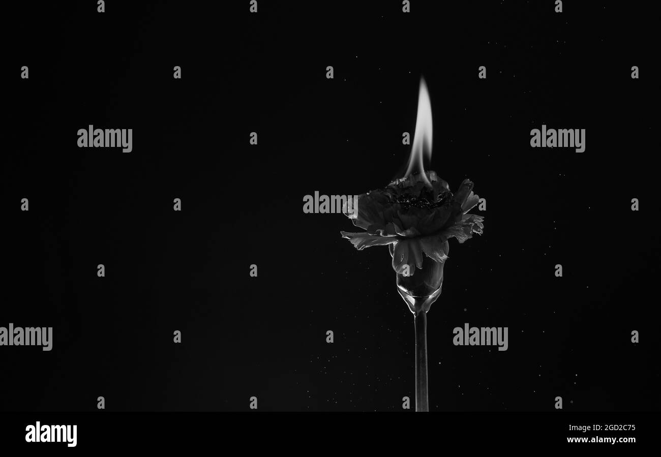 fleur rouge brûlante. carnation dans le feu. Flamme chaude. Fleur brûlante arrière-plan sombre. Banque D'Images