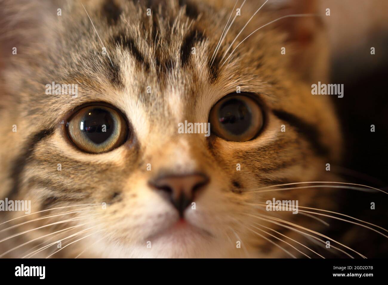 Adorable chaton se détendant à l'intérieur sur un canapé, gros plan sur des images Banque D'Images