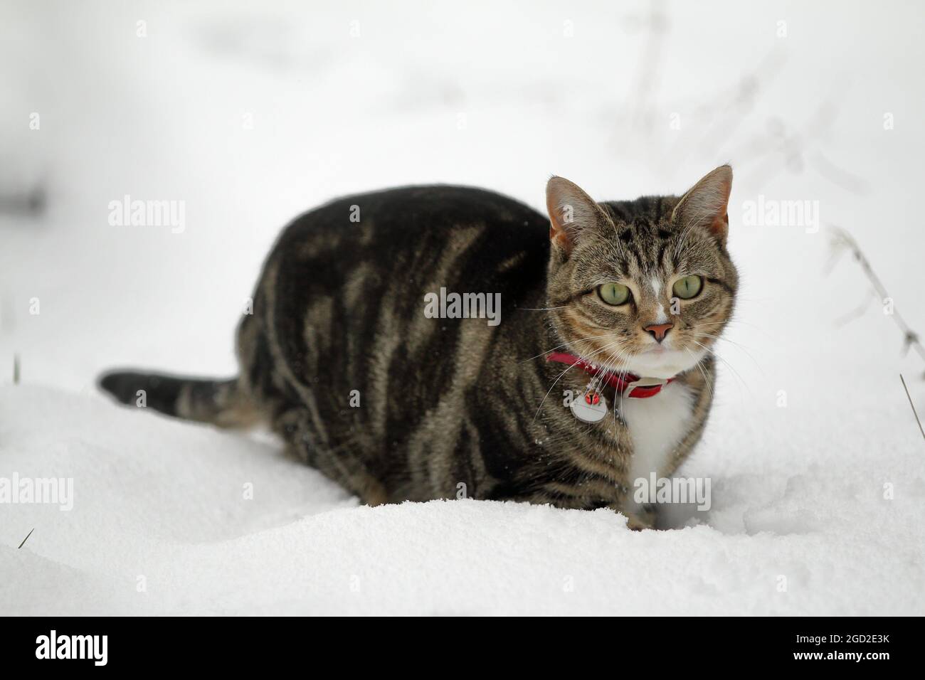 Chat mignon dans la neige Banque D'Images