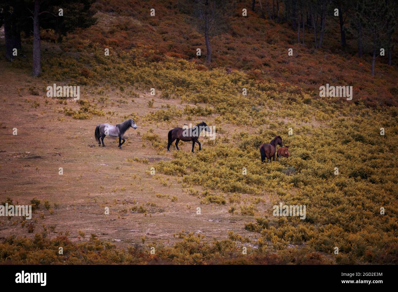 Un groupe de chevaux sauvages de Ganranos au parc national de Peneda Geres, au Portugal Banque D'Images Un groupe de chevaux sauvages de Ganranos au parc national de Peneda Geres, au Portugal Banque D'Images
