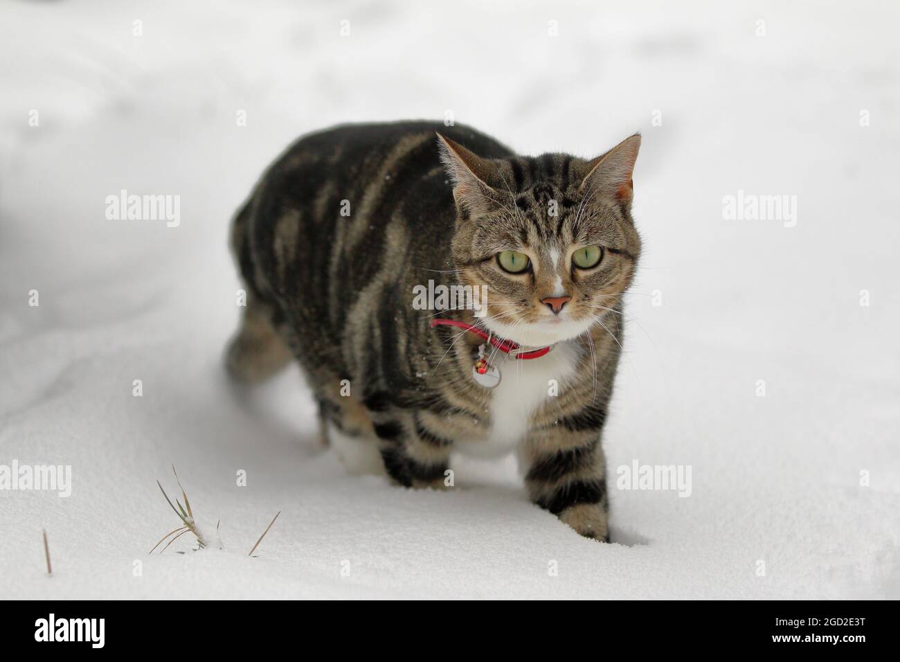 Chat mignon dans la neige Banque D'Images