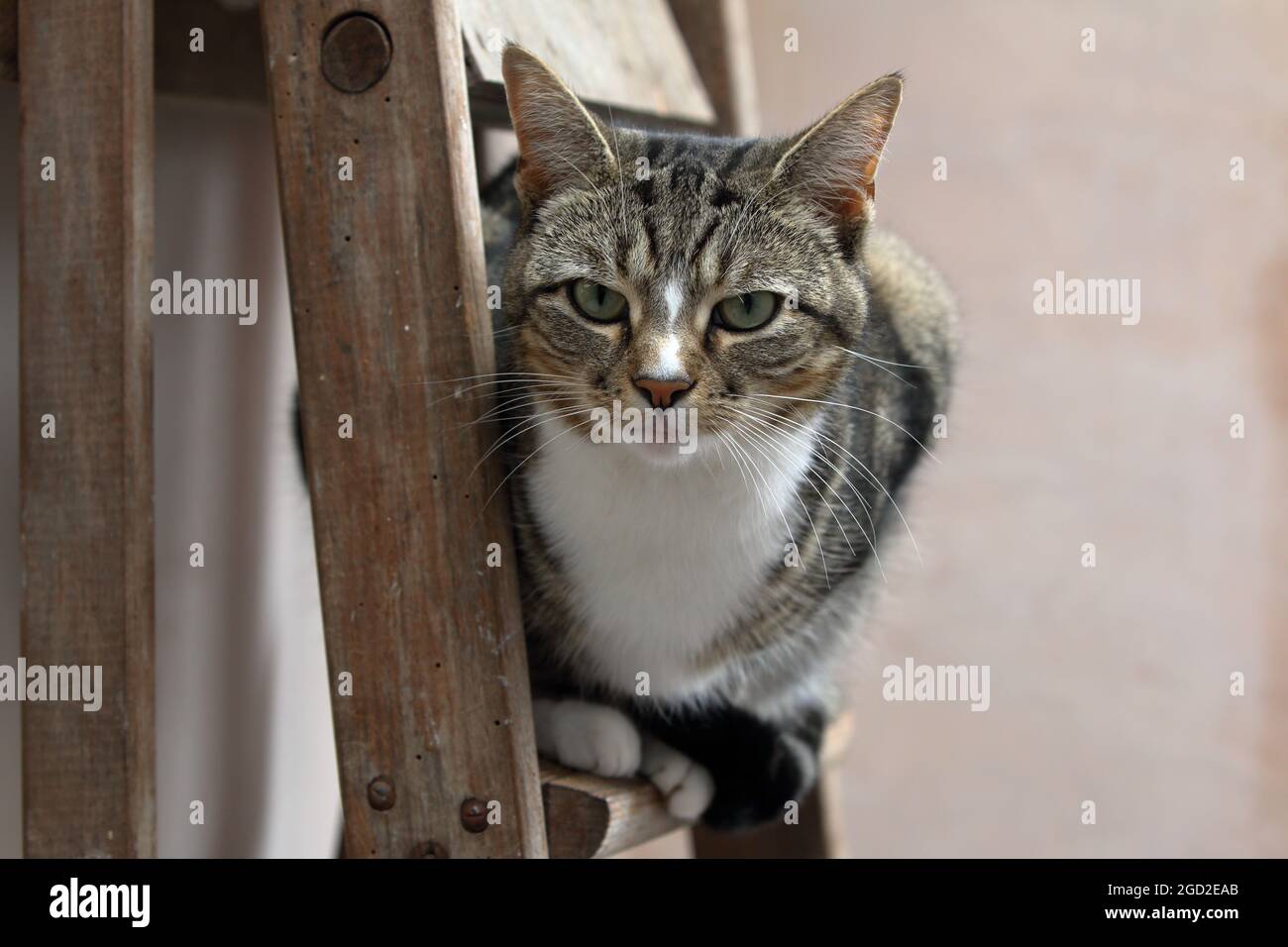 Un chat mignon s'est assis sur un escabeau en regardant vers l'appareil photo Banque D'Images