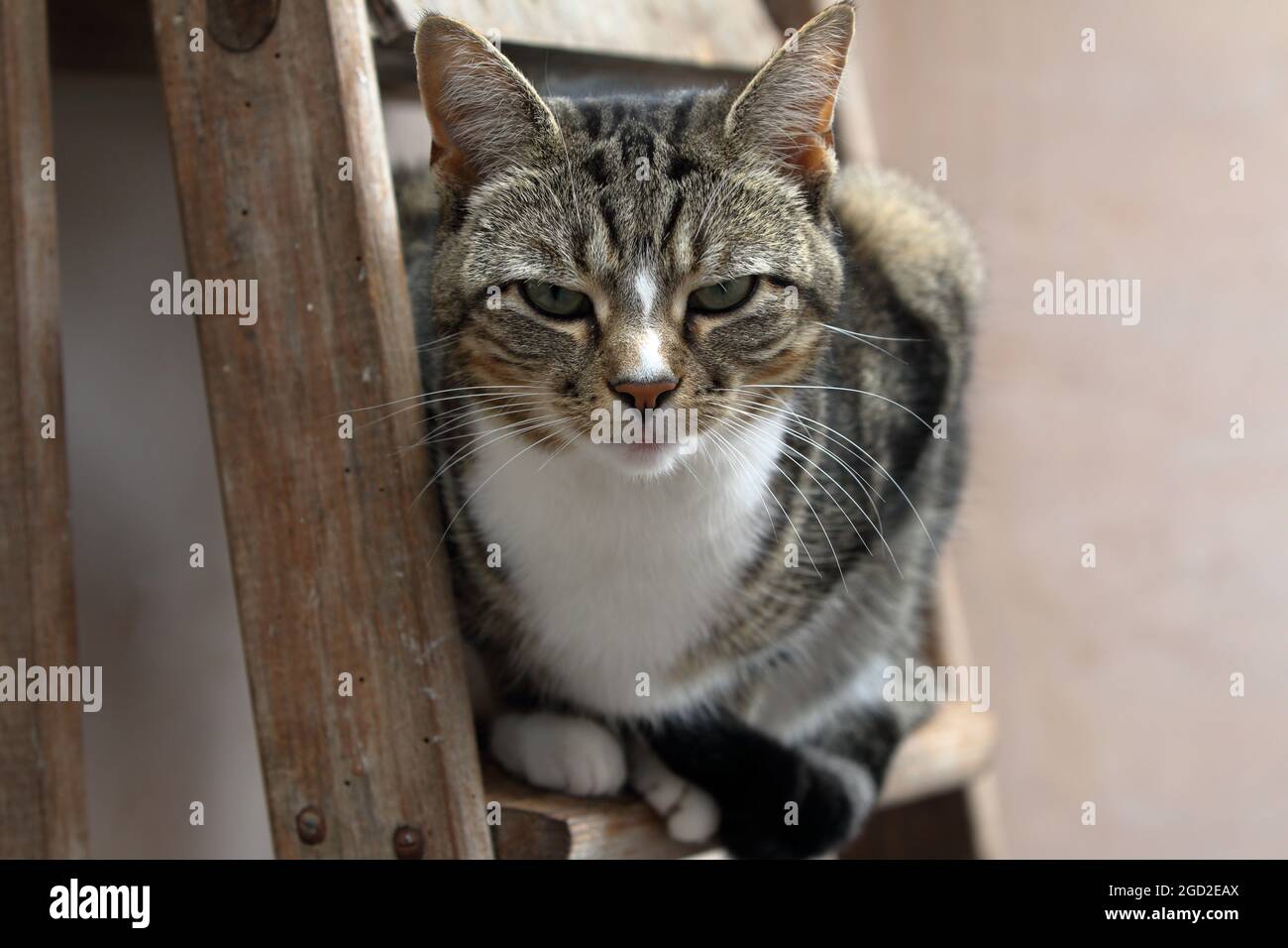Un chat mignon s'est assis sur un escabeau en regardant vers l'appareil photo Banque D'Images