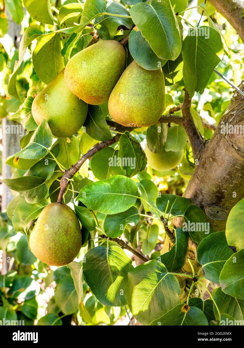 Beurre Hardy Pears mûrissant sur le Pear Tree d'Espaliered Beurre Hardy est une poire française classique du début du XIXe siècle, qui a longtemps été populaire au Royaume-Uni Banque D'Images