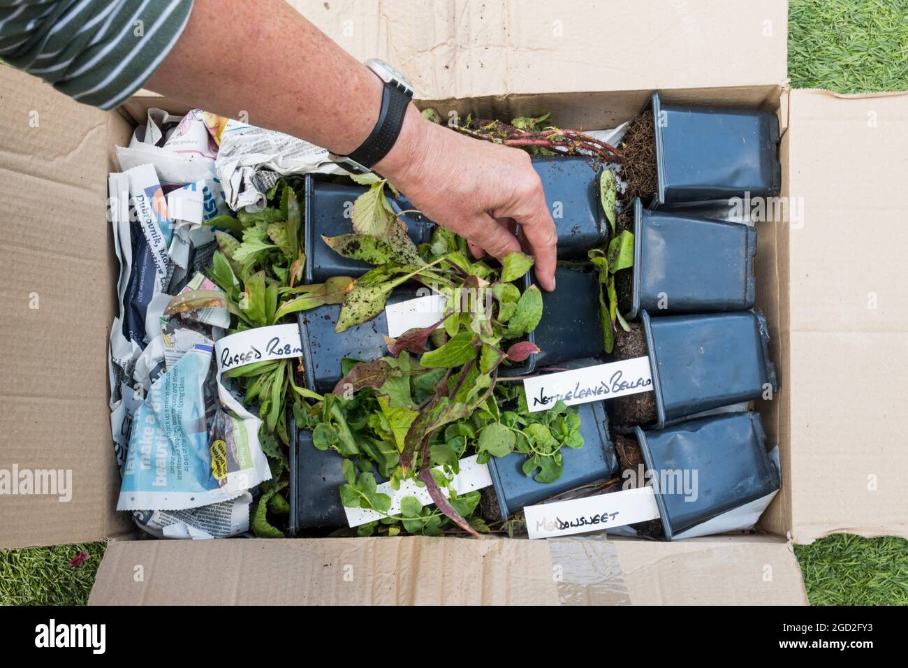 Une femme ouvre une boîte de plantes sauvages de fleurs commandées sur Internet et livrées par la poste. Banque D'Images