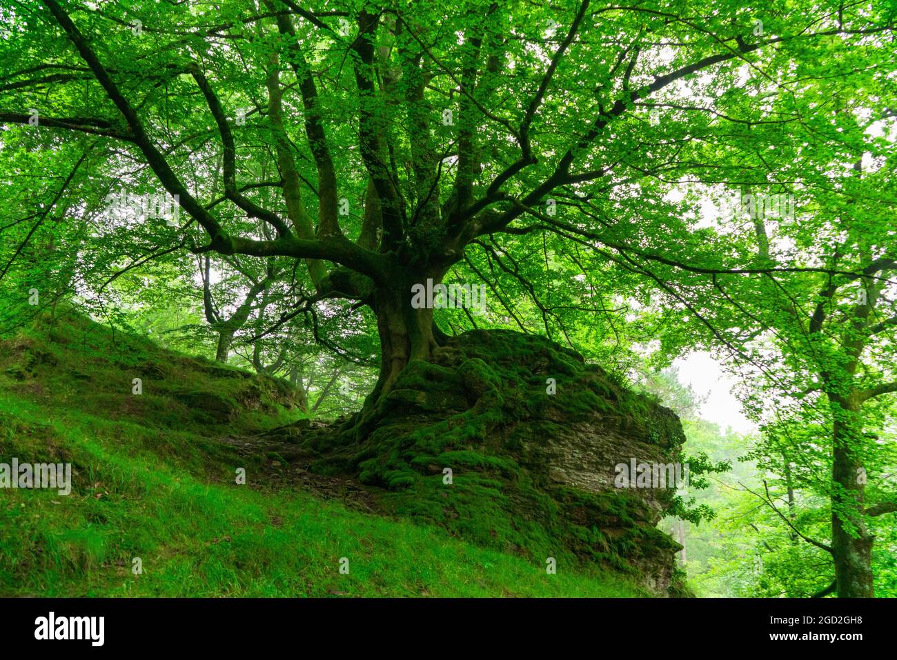 Vue magnifique sur un arbre et un grand rocher au sommet d'une colline recouverte d'herbe dans la forêt Banque D'Images
