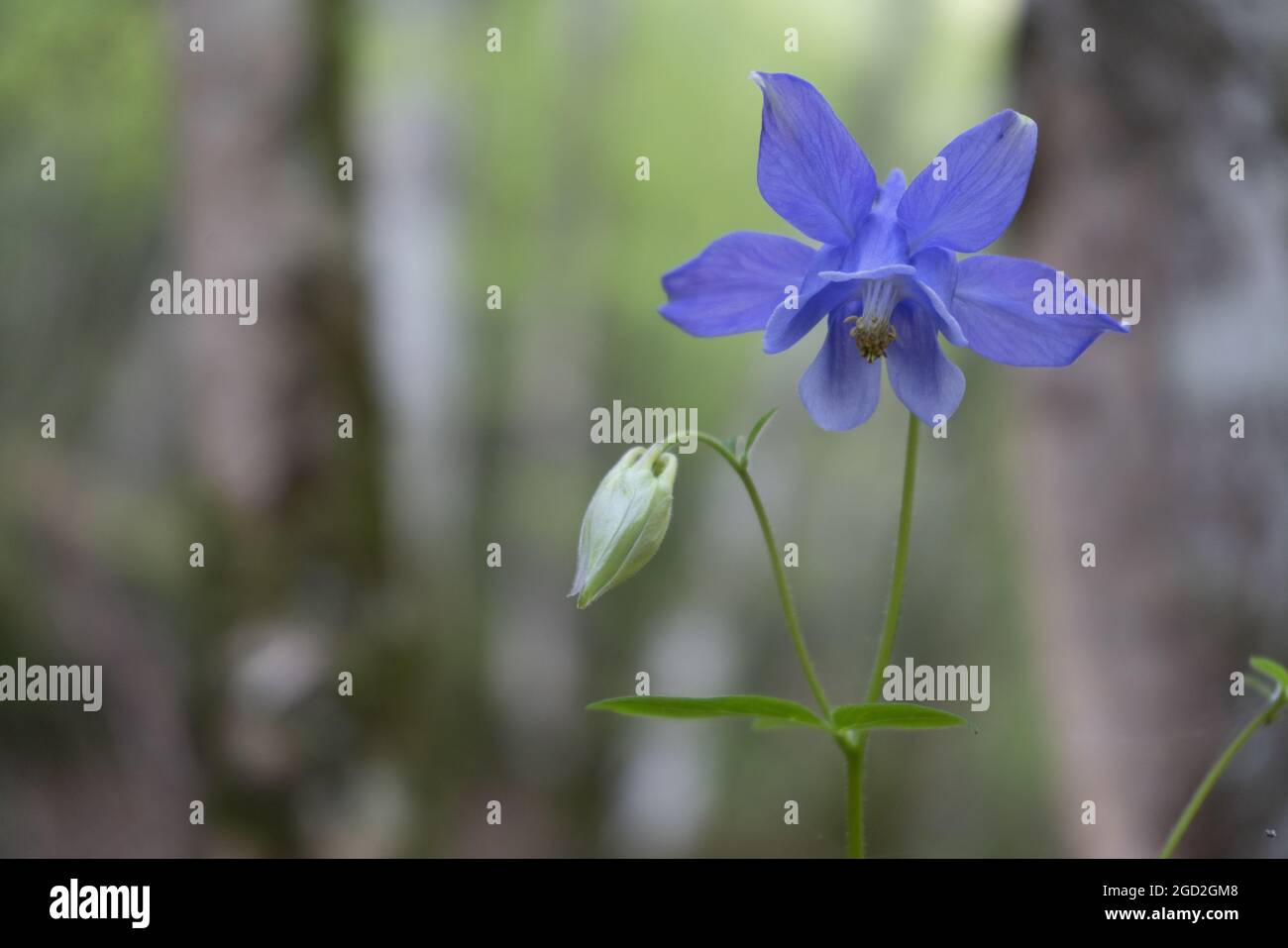 Photo sélective d'une fleur bleue exotique capturée dans la forêt Photo  Stock - Alamy