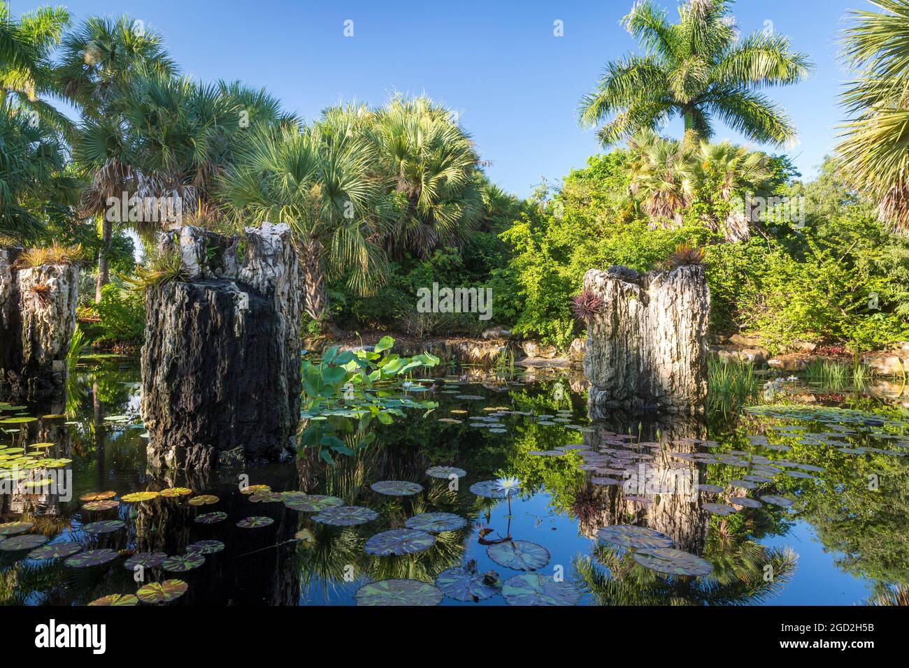Tôt le matin lumière du soleil sur l'étang et le feuillage tropical dans le sud-ouest de la Floride, Naples, Floride, États-Unis Banque D'Images