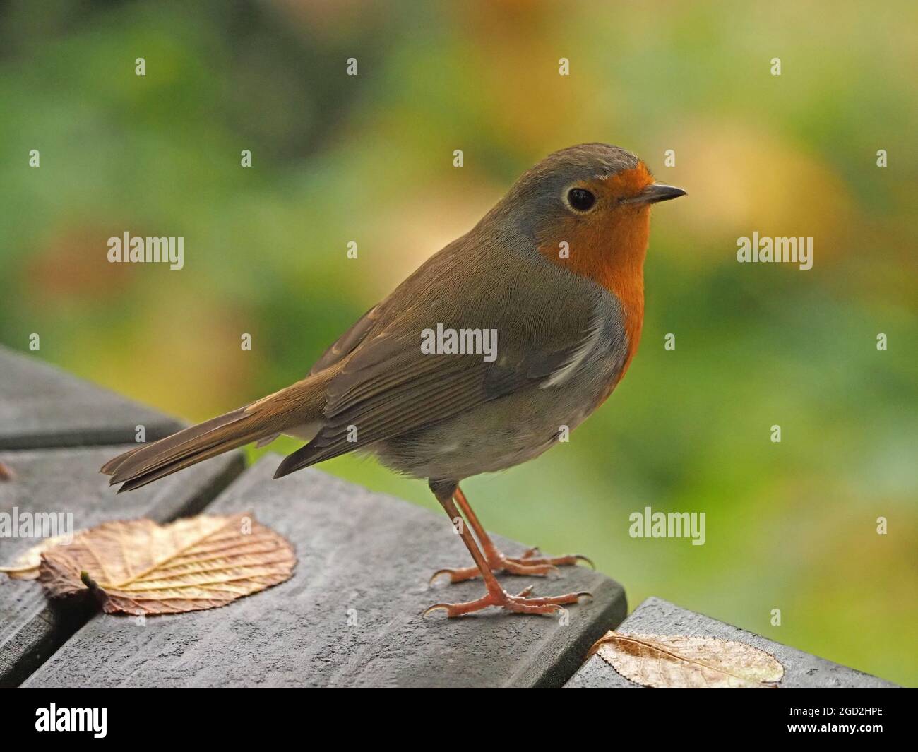 Le préféré des nations britanniques - Robin ou le Robin européen (erithacus rubecula) perché sur une table de pique-nique à la RSPB Leighton Moss NR Lancashire, Angleterre, Royaume-Uni Banque D'Images