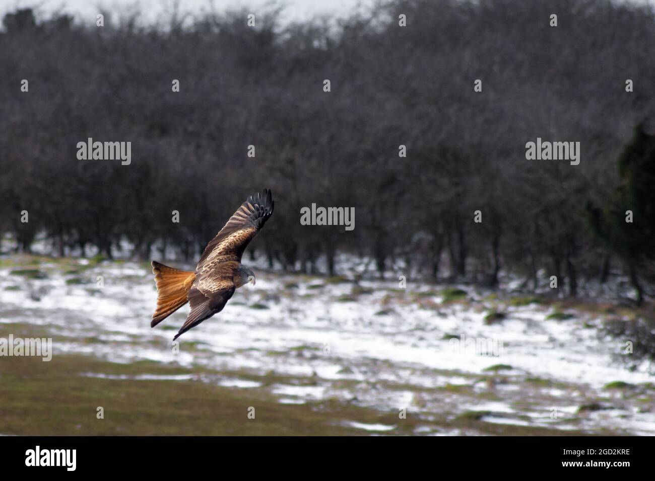 Red Kite sur Flight UK Banque D'Images