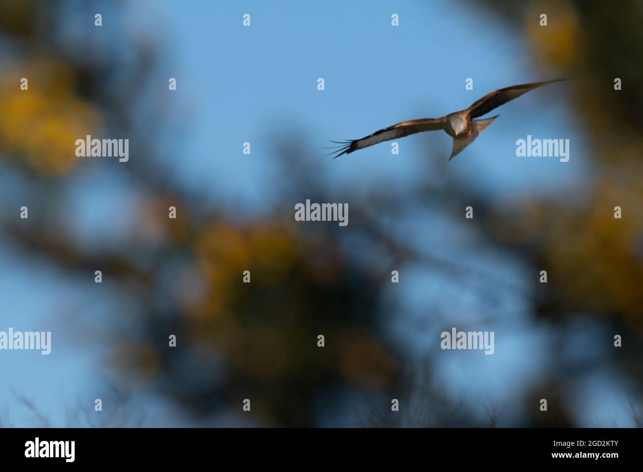 Red Kite sur Flight UK Banque D'Images