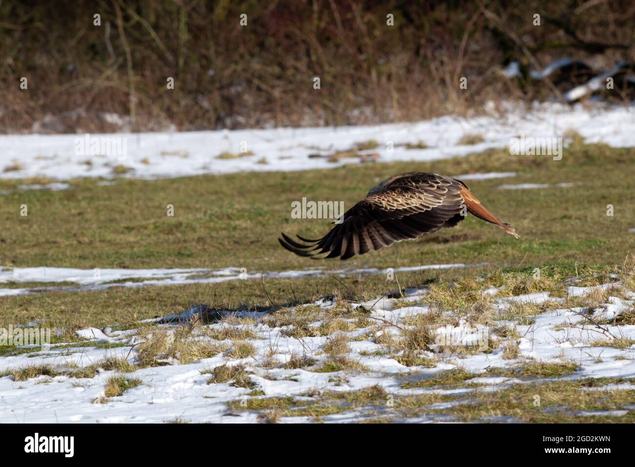 Red Kite sur Flight UK Banque D'Images