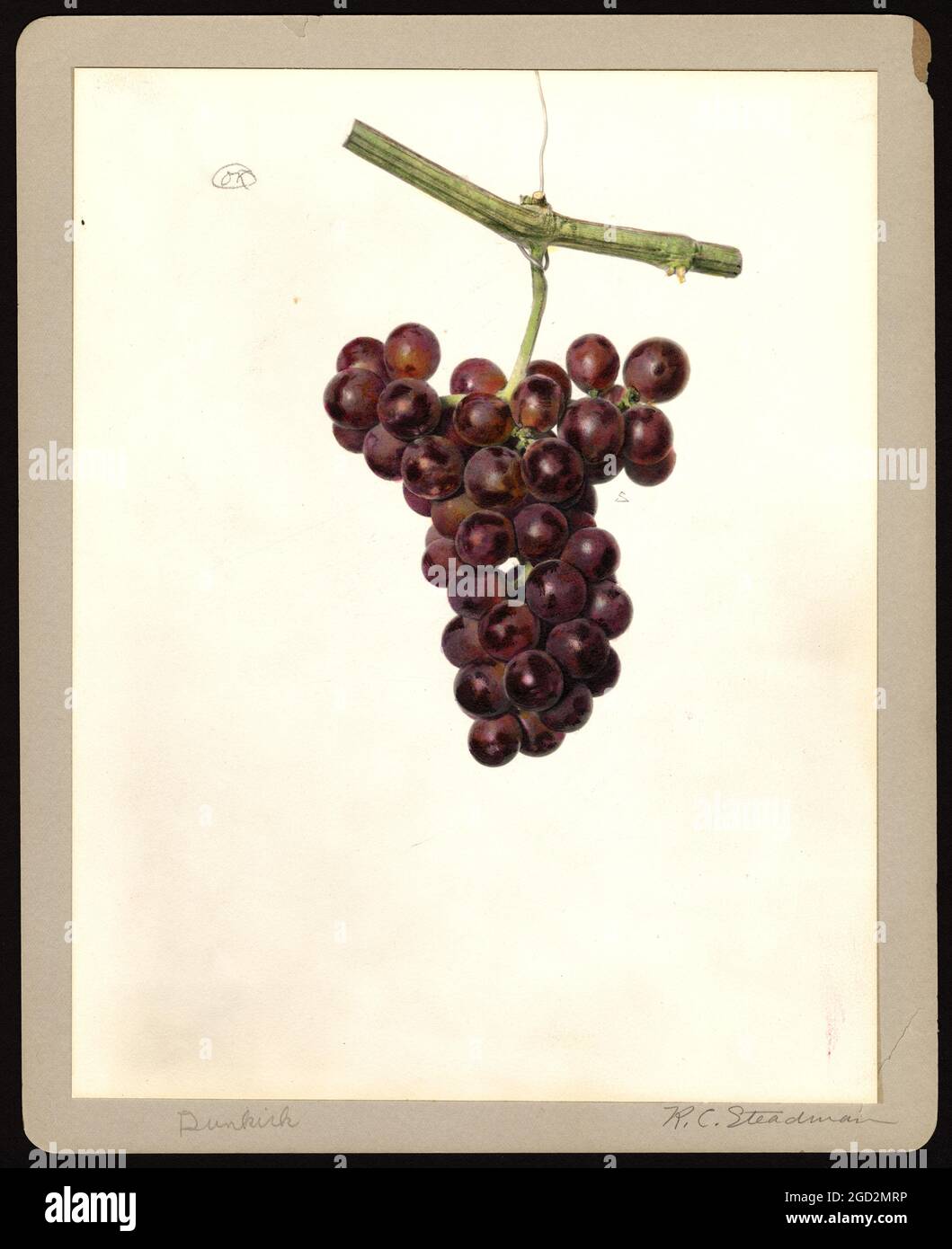 Aquarelle image de la variété de raisins Dunkerque (nom scientifique : Vitis) Banque D'Images