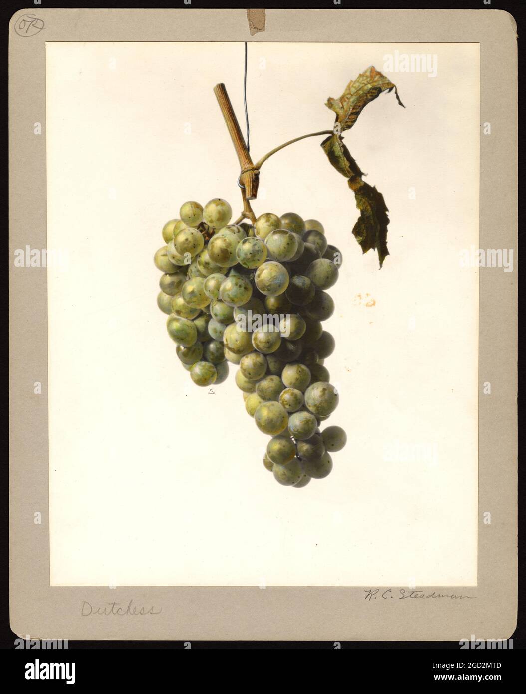 Aquarelle image de la variété de raisins Dutchess (nom scientifique : Vitis) Banque D'Images