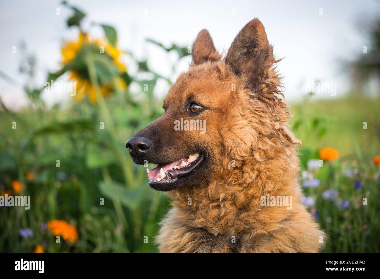 America Kuhhund, vieux chien de berger allemand Banque D'Images
