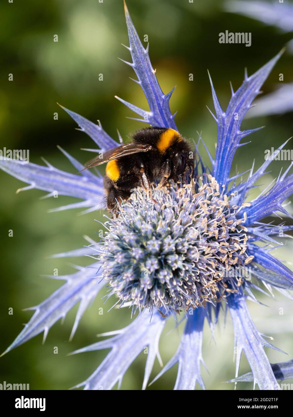 Bombus terrestris, un ouvrier de l'abeille à queue de bumble, se nourrissant sur le jardin vivace Eryngium x zabelii 'Big Blue' dans un jardin de Plymouth, au Royaume-Uni Banque D'Images
