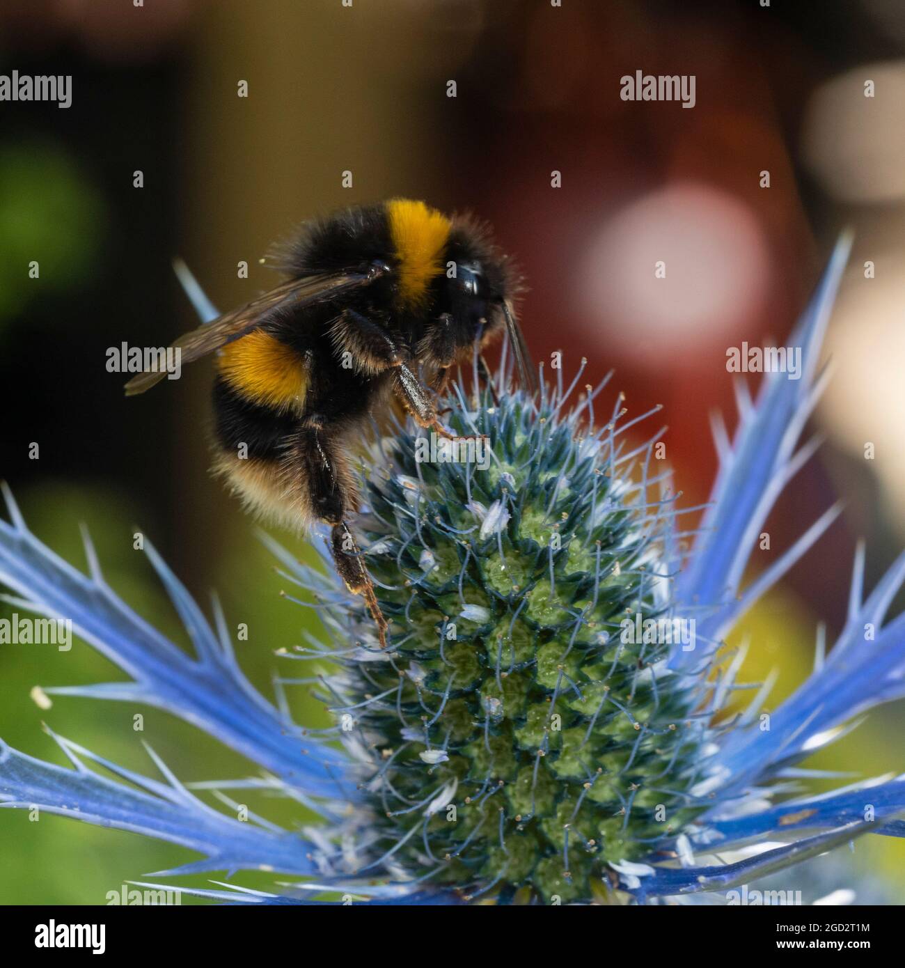 Bombus terrestris, un ouvrier de l'abeille à queue de bumble, se nourrissant sur le jardin vivace Eryngium x zabelii 'Big Blue' dans un jardin de Plymouth, au Royaume-Uni Banque D'Images