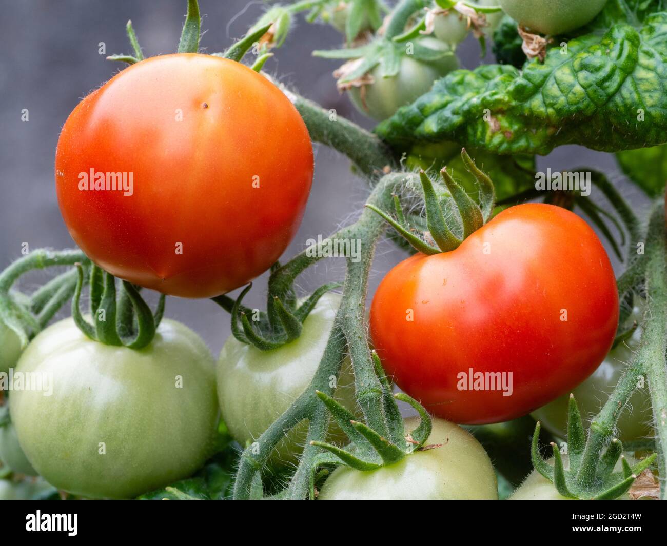 Fruits d'été mûrs et non mûrs de la tomate annuelle tendre, Solanum lycopersicum 'Balconi Red F1' Banque D'Images