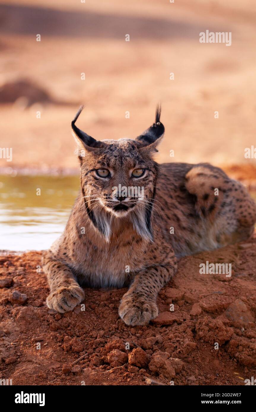 Lynx ibérique, Lynx pardinus, chat sauvage endémique à la péninsule ibérique à Castilla la Mancha, Espagne. Banque D'Images