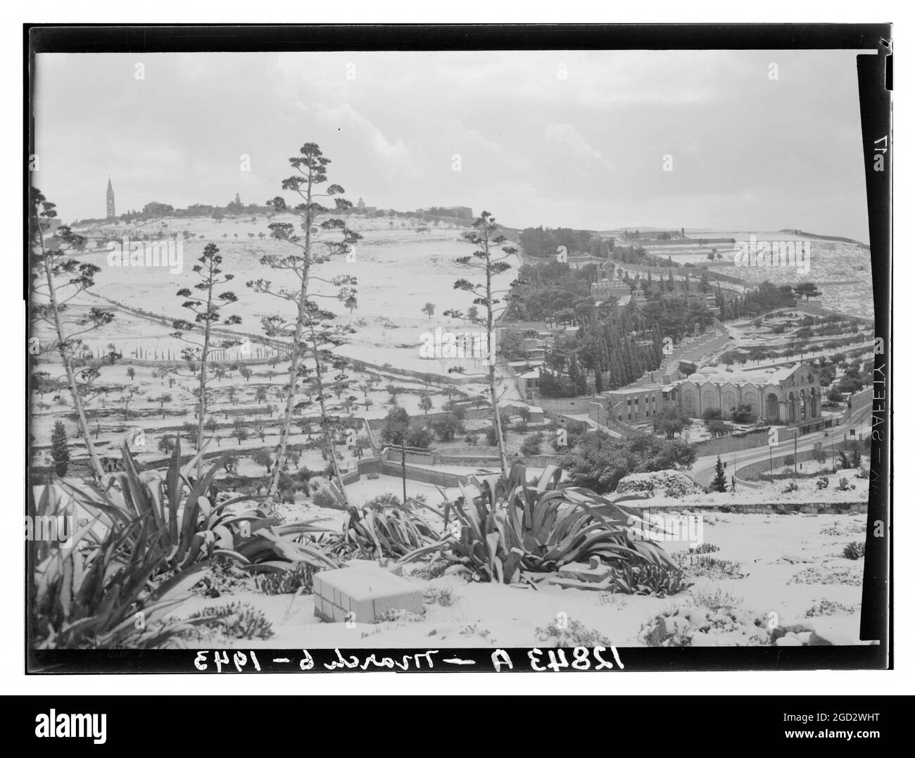 Scène de neige au Moyen-Orient d'Olivet avec des plantes du siècle 6 mars 1943 Banque D'Images