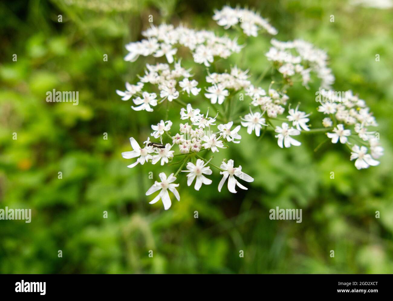 Gros plan sur les fleurs blanches de Hotweed (Heracleum sphondylium), avec un petit insecte noir rampant sur les fleurs au premier plan Banque D'Images