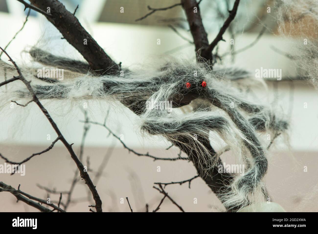 Vue latérale d'une araignée sur les branches d'un arbre, à partir de laquelle la toile d'araignée est suspendue. Le concept de Halloween, crâne effrayant Banque D'Images