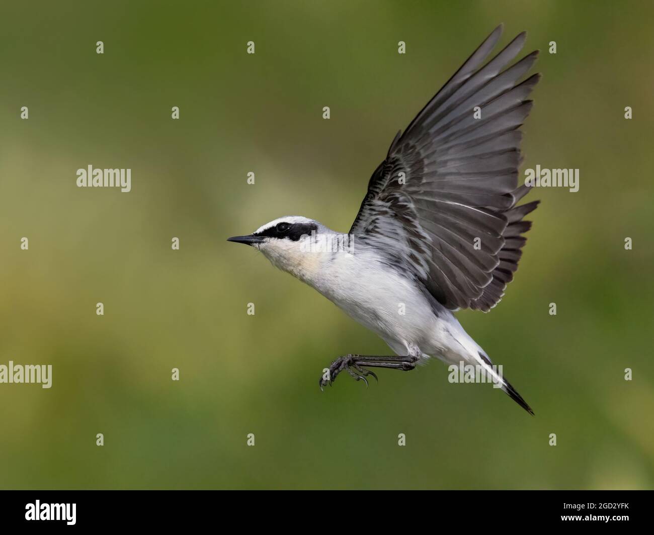 Wheatear du Nord (Oenanthe oenanthe), vue latérale d'un homme adulte en vol, Abruzzo, Italie Banque D'Images