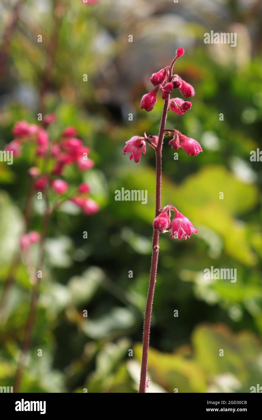 Une grande tige de fleurs roses sur une plante heuchera Photo Stock - Alamy