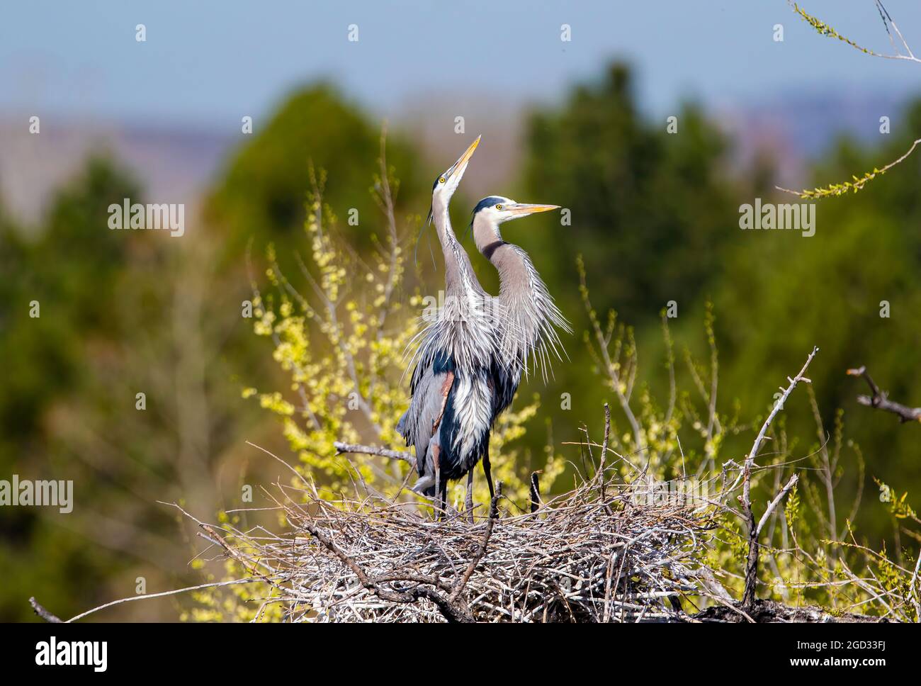 Gros plan d'un couple de Great Blue Heron fièrement debout au sommet de leur nid pittoresque avec une vue sur les contreforts du Colorado en arrière-plan. Banque D'Images