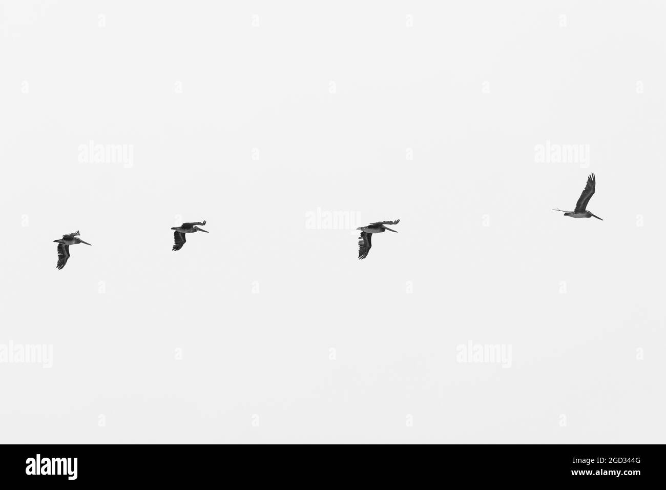 Flock of birds flying Banque D'Images