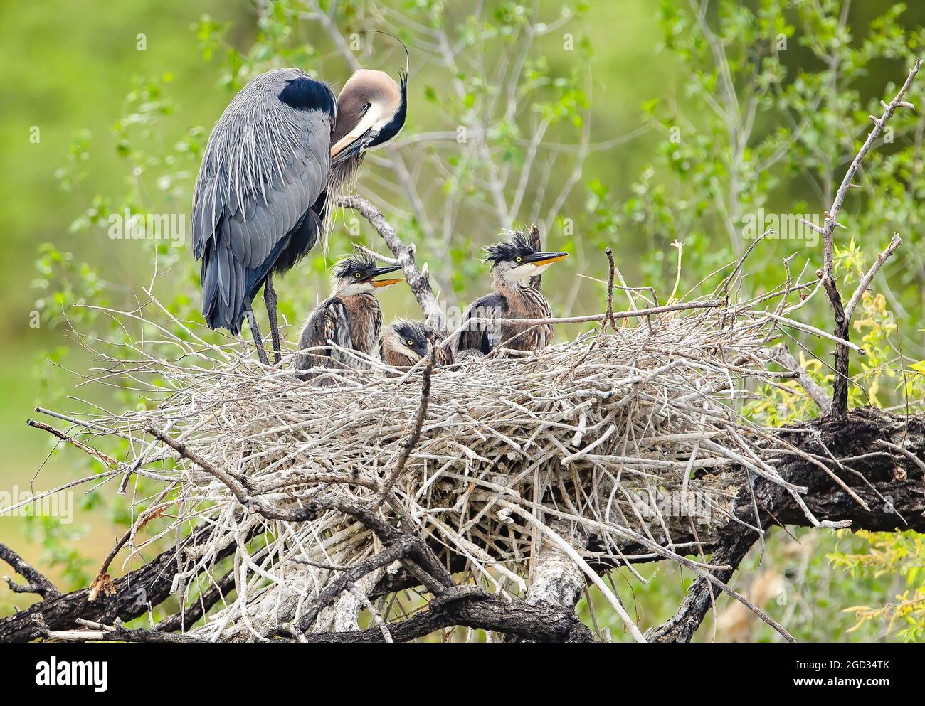 Un Grand Heron Parent Et Son Jeune Dans Le Nid Avec Le Toilettage Des Adultes Et Les Poussins De Bebe Regardant Le Monde Photo Stock Alamy