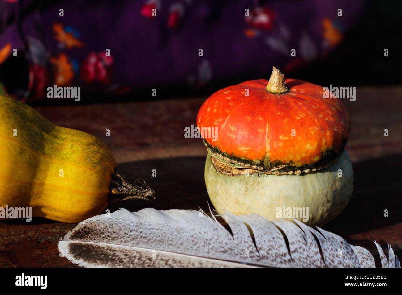 Courge de turban en gros plan, courge, courge jaune, stylo à douille. Encore-vie. Citrouille turque avec un turban. Un type intéressant de citrouille. Concept de récolte Banque D'Images