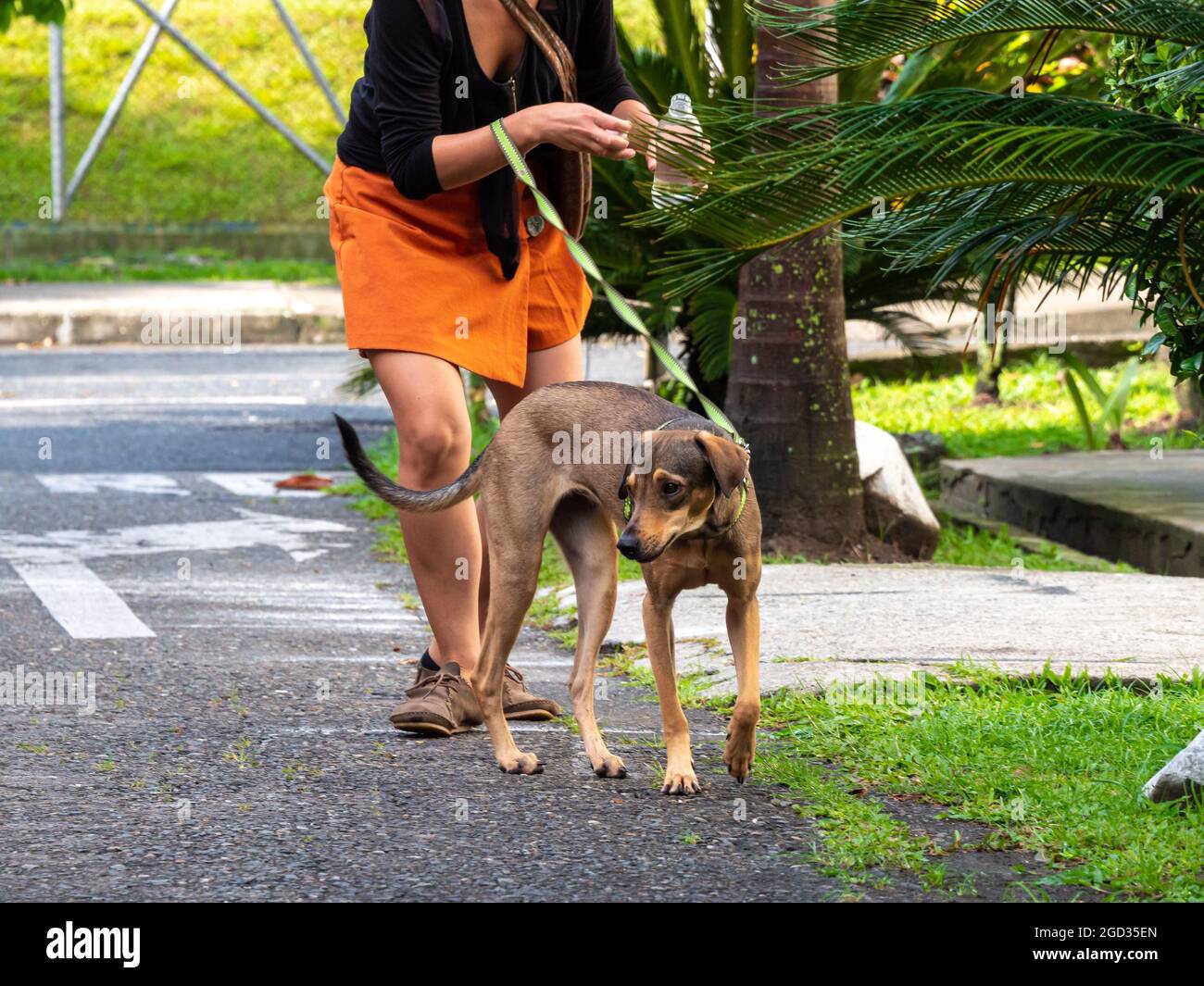 Happy Dog se trouve dans la rue en marchant avec son chien Walker Banque D'Images