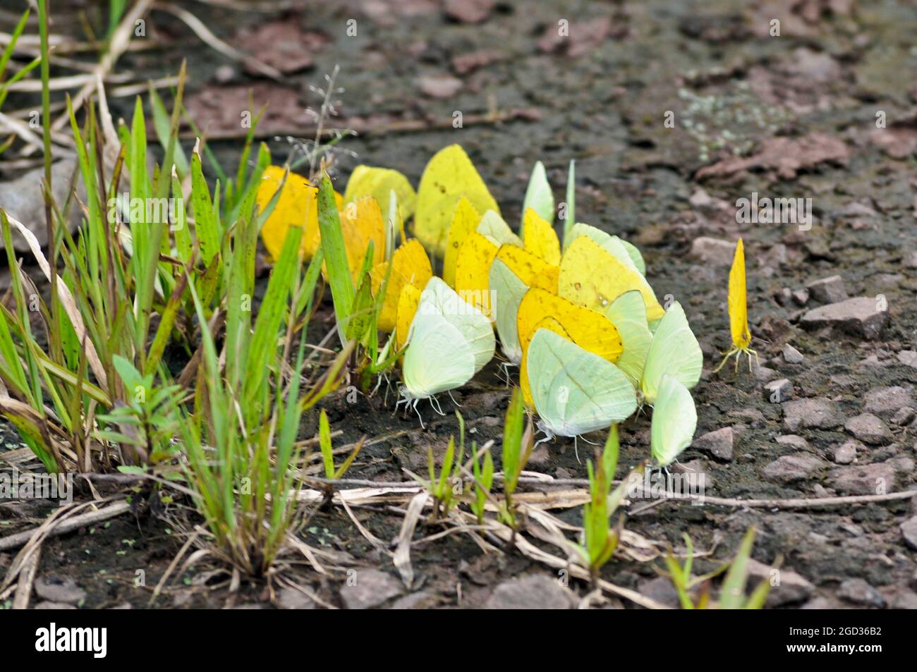 Papillons jaunes et verts d'Amérique du Sud. Parc national d'Iguazu, Misiones, Argentine Banque D'Images