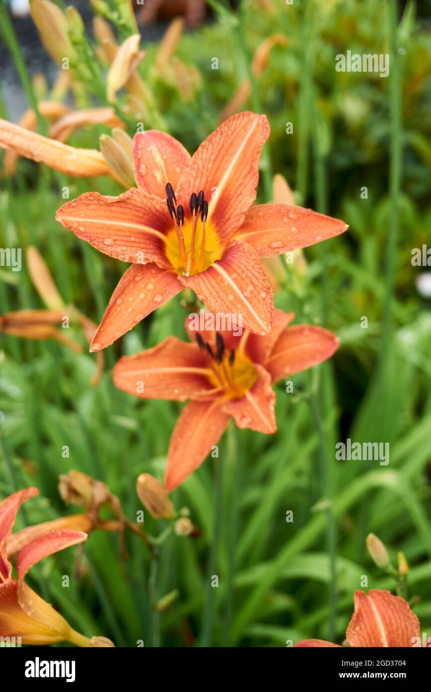 Fleurs de nénuphar orange dans la nature. Charmante fleur tendre lys fleur - fond d'été pour la publicité et l'isolation. Fleur d'un feu Lily Lilium bu Banque D'Images