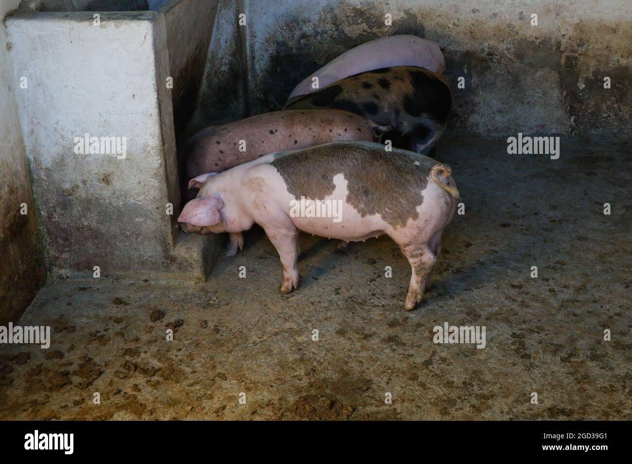 Ferme de stalle de porc. Reproduction de porcelets. Petite pigeonneuse dans le jardin. Mammifère en attente d'alimentation. Porcs élevés pour la viande de porc et le commerce des entreprises. Sus scrofa domesticus Banque D'Images